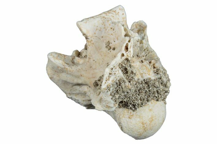 Fossil Sea Snake (Palaeophis) Vertebra - Morocco #277569